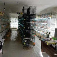 کوتوله جفت مولد جوجه نر ماده عروس قناری گرینچیک