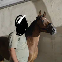 اسب مادیون دره شور