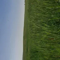 هفت برم یک هکتار زمین زمین کشاورزی