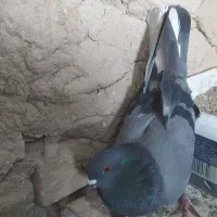 ماده سبز دم رش
