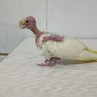 جوجه عروس لوتینوچشم شرابی