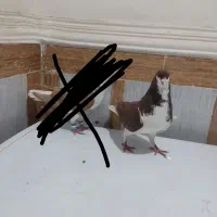 رنگی|پرنده|آبادان, |دیوار