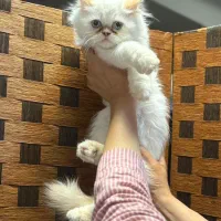 یک دنیا عشق در یک توپپشم کوچک|گربه|سنندج, |دیوار