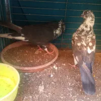 زاجر و پرشی