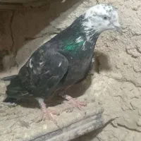 کفتر کبوتر پرشی|پرنده|کمیجان, |دیوار