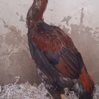 خروس لاری اصیل افغانستان|حیوانات مزرعه|پیشوا, |دیوار