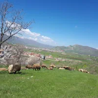 کارگر کار بلد واسه گاوداری|استخدام سرایداری و نظافت|مریوان, |دیوار