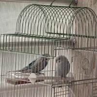 ۴ عدد مرغ عشق