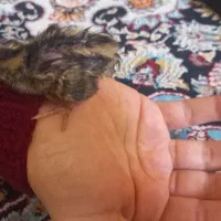 جوجه بلدرچین