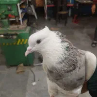 کفتر طوقی الماسی درجه یک نر بدون غلط|پرنده|همدان, |دیوار