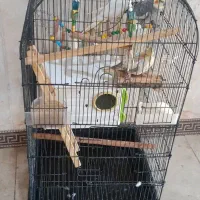 عروس هلندی با سبد لانه|پرنده|شراء, |دیوار