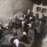 بوقلمون نر وماده برنزه