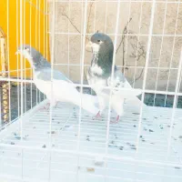 نرو ماده و مقلف سو سبز|پرنده|کازرون, |دیوار