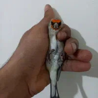 سهره .عروسک|پرنده|هشتگرد, فاز ۷ مهستان|دیوار