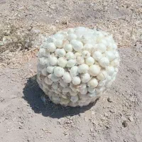 پیاز|خوردنی و آشامیدنی|اصفهان, بهارستان|دیوار