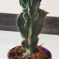 صخره ای دفرمه