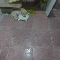 توضیحات داده شده