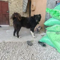 سگ قدرجونی