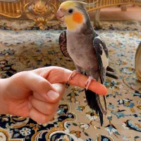 عروس هلندی نر|پرنده|مشهد, نکاح|دیوار