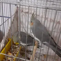 عروس هلندی|پرنده|دلیجان, |دیوار