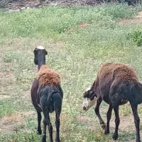 دوتا گوسفند داشتی جنس جوان