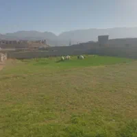 بره ماده ۲۲کیلو تا۲۶کیلو سه عدد