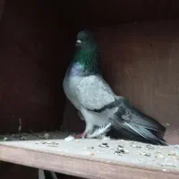 کفتر پرشی کبوتر|پرنده|علی‌آباد کتول, |دیوار