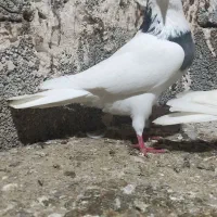 کبوتر پرشی مغان