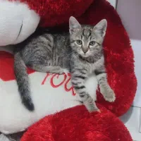 بچه گربه دوماه واکسن اولشم زده شده