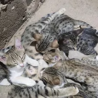 واگذاری گربه