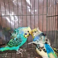 مرغ عشق پروانه ای جفت مولد