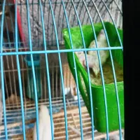 فروش مرف عشق