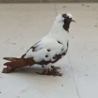 ککلی|پرنده|اردبیل, |دیوار