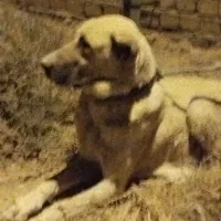 ماده پژدر