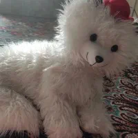 گربه پشمالو برای ویترین مغازه خوبه  تمیز فروشی|اسباب‌بازی بچه|مشهد, کوی سیدی|دیوار