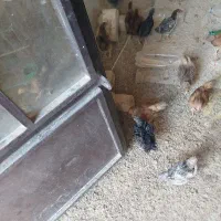 جوجه مرغ گلپایگانی
