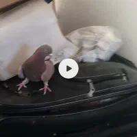 گم شده سلام هرکی گرفته پول شو میدم