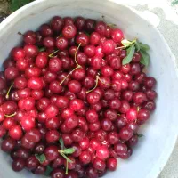 سلام جویای کار نگهبانی فضاسبز نگهدار خانه باغ ویلا