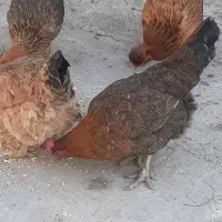 ۱۳عدد مرغ کوردی ودورگه سالم وبزرگ برای فروش