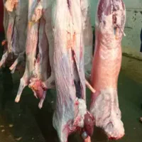 گوشت جلوی مشتری  گوسفند چاق چربی