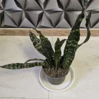 گیاهان آپارتمانی و کلکسیونی|گل و گیاه طبیعی|مشکیندشت, |دیوار