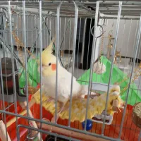 عروس هلندی سخنگو