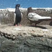 جفت سینه|پرنده|فسا, |دیوار