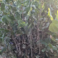 نهال پسته7 ماهه|خدمات باغبانی و درختکاری|خواف, |دیوار