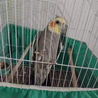 عروس هلندی|پرنده|شوشتر, |دیوار