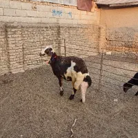 گوسفند پلنگی اصل ،دم روباهی،قوچ خورده است