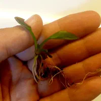 گیاه آکواریوم پلنت|ماهی|تهران, کرمان|دیوار