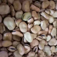 باقلا زود رس هیستال