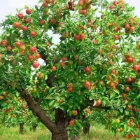 حرس کلیه درختان میوه
