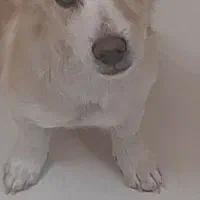 فروش سگ شیتزو ۳.۷۰۰